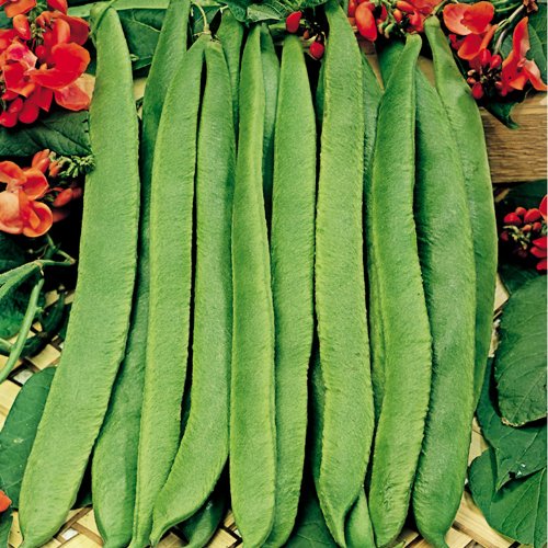 Suttons - Runner Bean Seeds - Scarlet Emperor