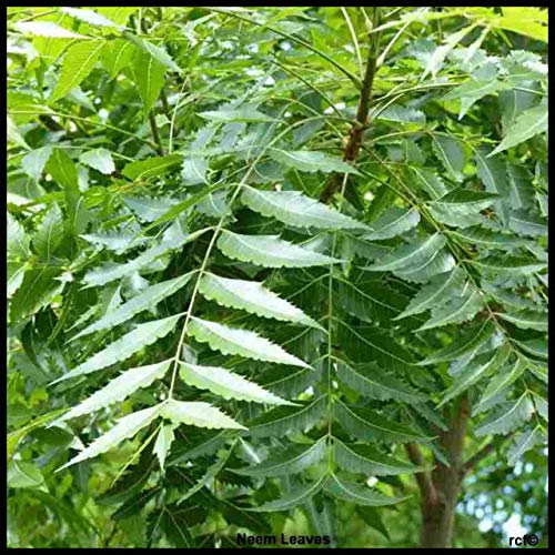 Neem Leaves Fresh 90 | GMS,Free UK First Class Shipping