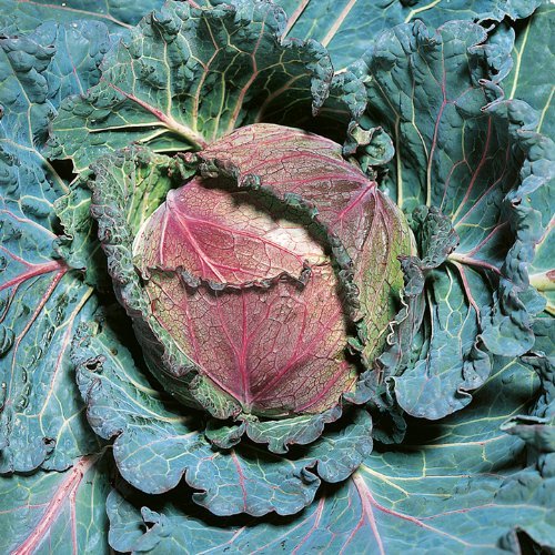 Suttons Seeds 155644 Cabbage January King 3-Seed