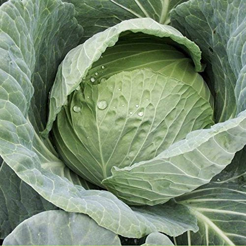 Suttons Seeds 153803 Cabbage Sarmarsh Seeds (Pack of 60)