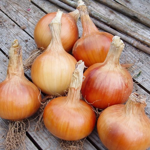 Suttons Seeds 173474 Onion F1 Santero Seed