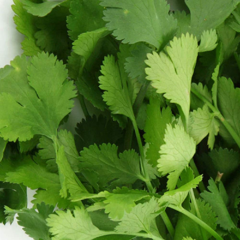 Coriander - HERB - 1kg Seeds for Growing Fresh UK Seed Bulk Wholesale