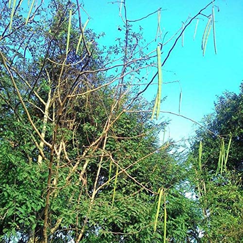 50Pcs Healthy Moringa Oleifera Seeds Health Skin Benefits Drumstick Tree Seeds - Flower Seeds Vegetable Seeds Fruit Seeds Garden Plant Seeds