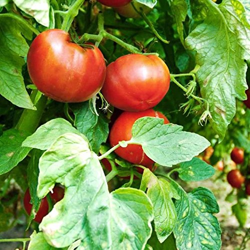 Suttons Seeds 180569 Tomato F1 Big League Seeds (Pack of 10)