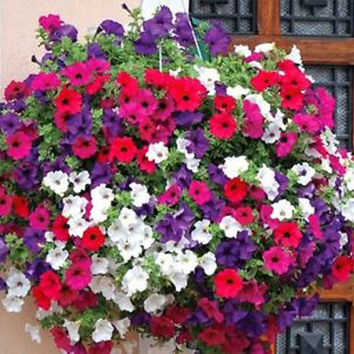 Hanging Baskets Flower Seeds 6in1: Lobelia/Nasturtium/Petunia/Verbena/Busy Lizzie/Morning Glory/6 in 1