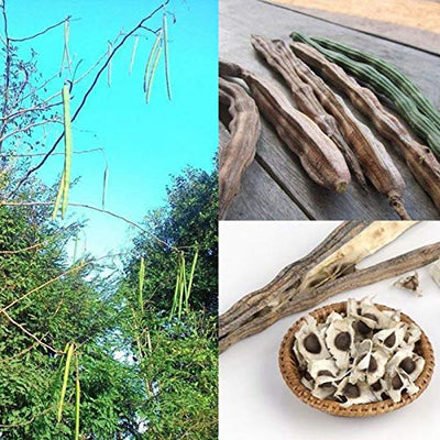 50Pcs Healthy Moringa Oleifera Seeds Health Skin Benefits Drumstick Tree Seeds - Flower Seeds Vegetable Seeds Fruit Seeds Garden Plant Seeds