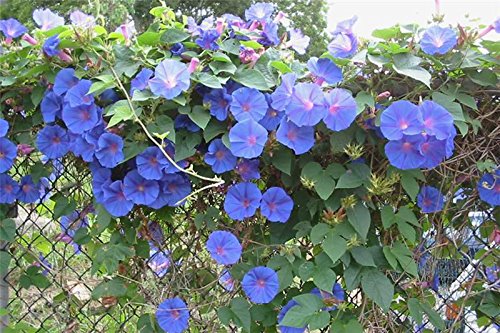 Hanging Baskets Flower Seeds 6in1: Lobelia/Nasturtium/Petunia/Verbena/Busy Lizzie/Morning Glory/6 in 1