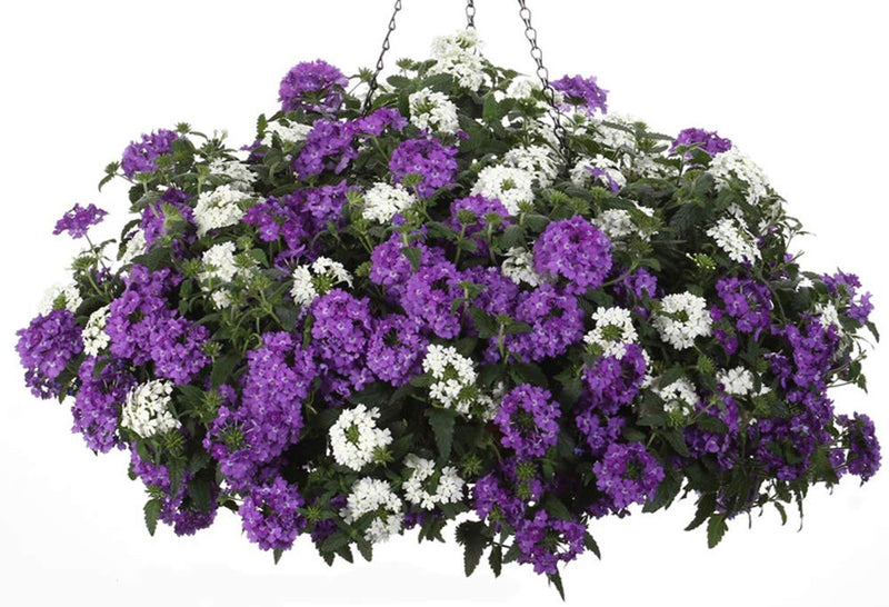 Hanging Baskets Flower Seeds 6in1: Lobelia/Nasturtium/Petunia/Verbena/Busy Lizzie/Morning Glory/6 in 1