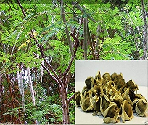 10 Seeds Moringa Seeds-drumstick Tree, Tree of Life or The Miracles Tree-Moringa Oleifera