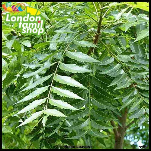 Fresh Neem Leaves/निम पत्ता, Skin Care 55g Packet (Free UK Post)