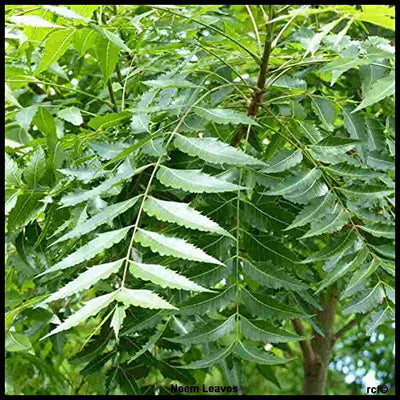 Fresh Neem Leaves/निम पत्ता, Skin Care 55g Packet (Free UK Post)