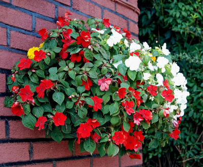 Hanging Baskets Flower Seeds 6in1: Lobelia/Nasturtium/Petunia/Verbena/Busy Lizzie/Morning Glory/6 in 1