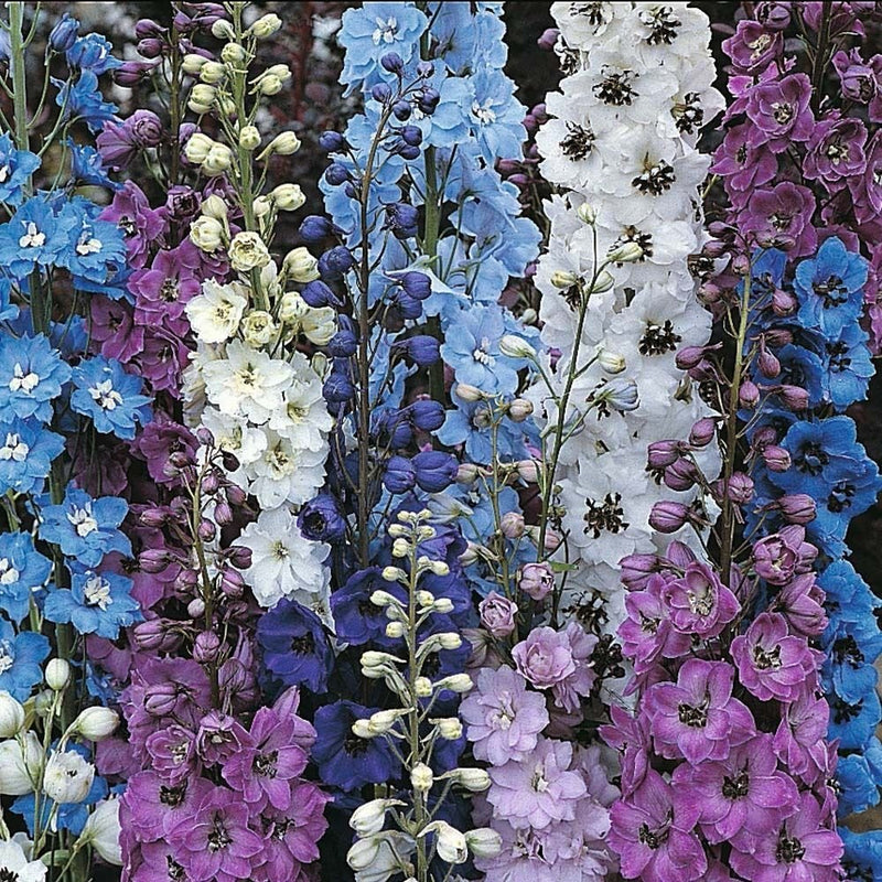 Delphinium (Dreamer Mixed)