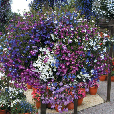 Hanging Baskets Flower Seeds 6in1: Lobelia/Nasturtium/Petunia/Verbena/Busy Lizzie/Morning Glory/6 in 1