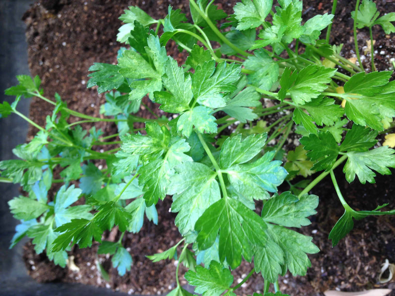 G FIELDS parsley