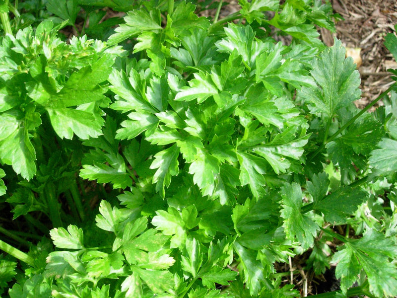 G FIELDS parsley