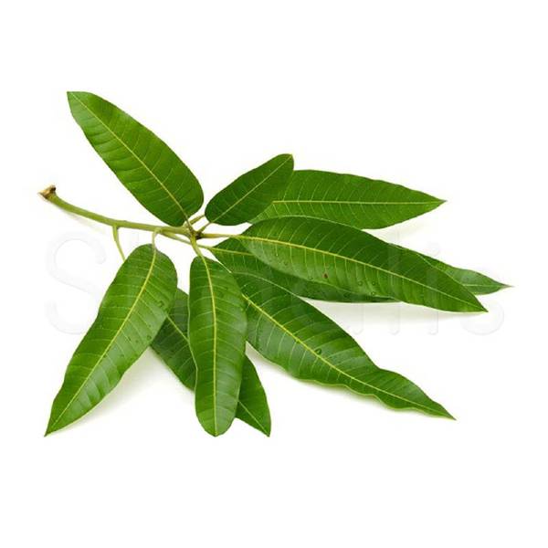 Fresh Mango Leaves (10 Pack)