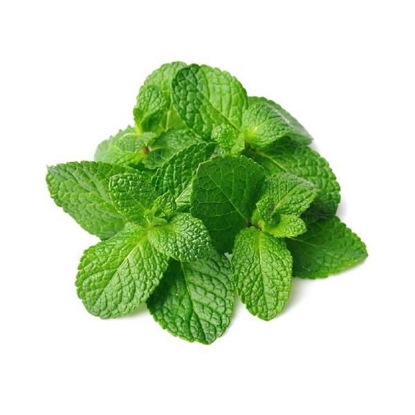 Fresh Mint Leaf Bunch