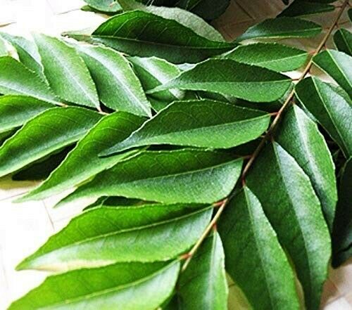 Fresh Curry Leaves -3 Packs / FRESH NATURAL LEAVES - (Free UK Post )