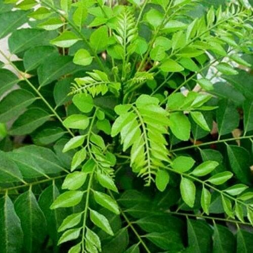 Fresh Curry Leaves करी पत्ता 10-20g /Curry patta NATURAL LEAVES 1st class post