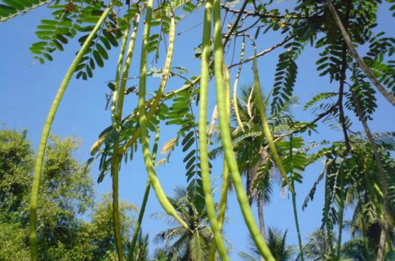 Moringa Seeds 40